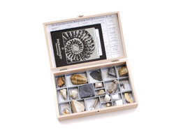COLLECTION  GENERAL PALAEONTOLOGY  30 FOSSILS 