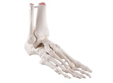 FOOT AND ANKLE SKELETON MOUNTED WITH ELASTIC BUNGY - A31/1  1019358 