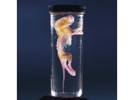 RAT  TRANSPARENT ET COLOREES  11-12CM