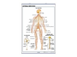 WANDTAFEL NERVENSYSTEM/GEHIRN DOPPELSEITIG