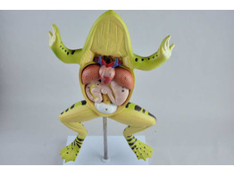 ANATOMICAL MODEL OF A FROG- 312968