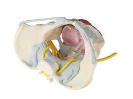 FEMALE PELVIS WITH LIGAMENTS  NERVES AND PELVIC FLOOR - 4070B