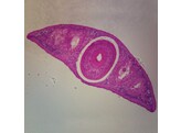 PLANARIA  C.S.  GENERAL STRUCTURE H E MICROSCOPE SLIDE