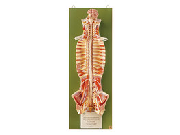 SPINAL CORD IN THE SPINAL CANAL