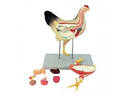 DISSECTION MODEL OF A CHICKEN