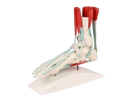 FOOT SKELETON WITH LIGAMENTS - 6052