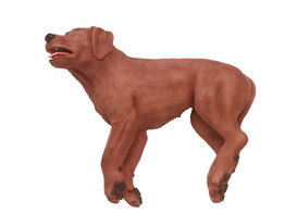 CPR TRAININGSHOND CASPER