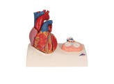 MAGNETIC HEART MODEL  LIFE-SIZE  5 PARTS - G01