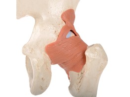 FUNCTIONAL HUMAN HIP JOINT MODEL WITH LIGAMENTS   MARKED CARTILAG- A81/1