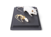 MOUSE AND MOUSE SKELETON  MUS MUSCULUS  IN DISPLAY CASE
