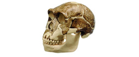 Anthropological Skull Models