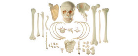 Human Bone Models