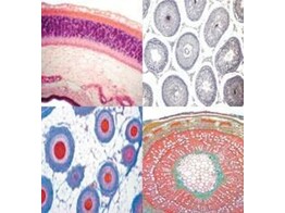 Series micropreparaten-tile-0