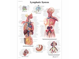 POSTER LYMPHATIC SYSTEM ENGLISH - VR1392L -  1001540 