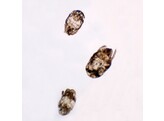 DUST MITES  W.M.  INDIVIDUAL MICROSCOPE SLIDE-307558