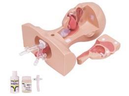 SUCTION TRAINING MODEL TYPE II - LM-097