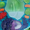PLANT CELL MODEL  MAGNIFIED 500 000-1 000 000 TIMES - R05  1000524 