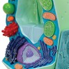 PLANT CELL MODEL  MAGNIFIED 500 000-1 000 000 TIMES - R05  1000524 