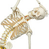 FLEXIBLE HUMAN SKELETON MODEL  FRED   FLEXIBLE  FEET AND HAND WIRE MOUNTED - A15  1020178 