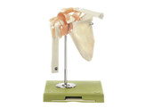FUNCTIONAL MODEL OF THE SHOULDER JOINT