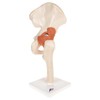 FUNCTIONAL HUMAN HIP JOINT MODEL WITH LIGAMENTS   MARKED CARTILAG- A81/1