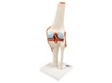 DELUXE FUNCTIONAL KNEE JOINT MODEL-  br/   A82/1  1000164 