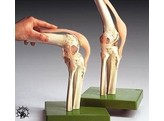 FUNCTIONAL MODEL OF THE KNEE JOINT
