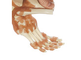 FUNCTIONAL MODEL OF THE ANKLE JOINTS