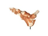 FUNCTIONAL MODEL OF THE ANKLE JOINTS