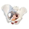 FEMALE PELVIS WITH LIGAMENTS MUSCLES AND ORGANS  4 PARTS - H20/3