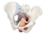 FEMALE PELVIS WITH LIGAMENTS MUSCLES AND ORGANS  4 PARTS - H20/3