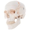 NUMBERED HUMAN CLASSIC SKULL MODEL  3 PART - br/  A21  1000052 