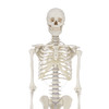 DIDACTIC SKELETON  WILLI  br/  - 3001