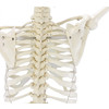 DIDACTIC SKELETON  WILLI  br/  - 3001