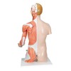 LIFE-SIZE DUAL SEX TORSO WITH MUSCLE ARM  33-PART -  B42  1000205 