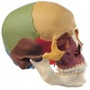 14-PIECE MODEL OF THE SKULL - SOMSO QS 8/3