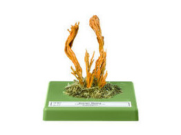 CALOCERA VISCOSA