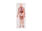 CIRCULATORY SYSTEM  RELIEF MODEL    LIFE SIZE -  G230