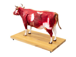 MODEL RUND  - 15-DELIG 1/3 VAN DE  NATUURLIJKE GROOTTE