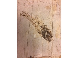 REAL FOSSIL OF A FISH