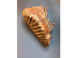 REAL MAMMOTH TOOTH