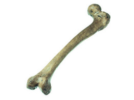 RECONSTRUCTION OF A THIGH OF HOMO NEANDERTHALENSIS