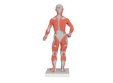 1/3 LIFE-SIZE MUSCLE FIGURE  2-PART br/  - B 59