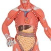 1/3 LIFE-SIZE MUSCLE FIGURE  2-PART br/  - B 59