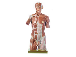 MUSCULAR TORSO WITH HEAD