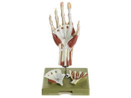 SURGICAL HAND MODEL