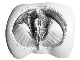 TOPOGRAPHY OF THE FEMALE PERINEUM