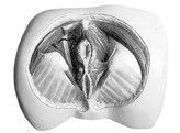 TOPOGRAPHY OF THE FEMALE PERINEUM