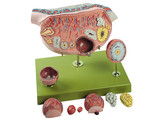 MODEL OF THE OVARY