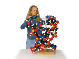 DNA en RNA modellen-tile-0